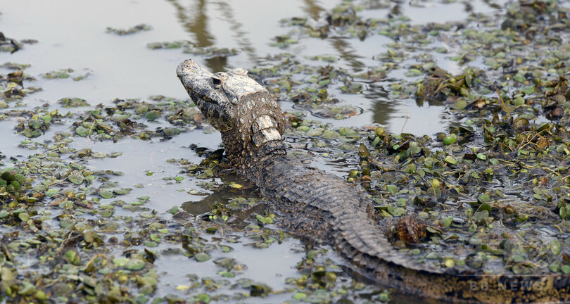 干ばつで河川が渇水、数千匹のワニが危機に パラグアイ 写真14枚 国際ニュース:AFPBB News