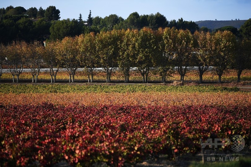 南フランス 紅葉が広がる秋の風景 写真9枚 国際ニュース Afpbb News