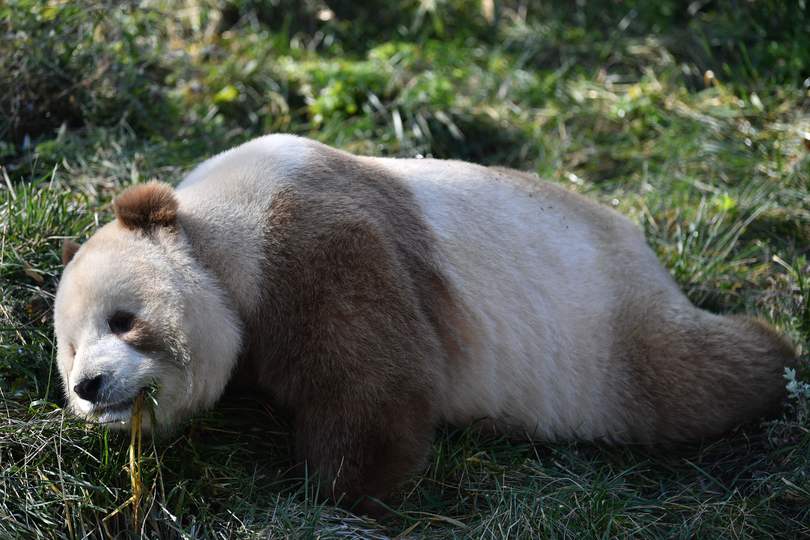 陝西省で茶色のパンダ発見 30年でわずか5頭の超希少パンダ 人民網日本