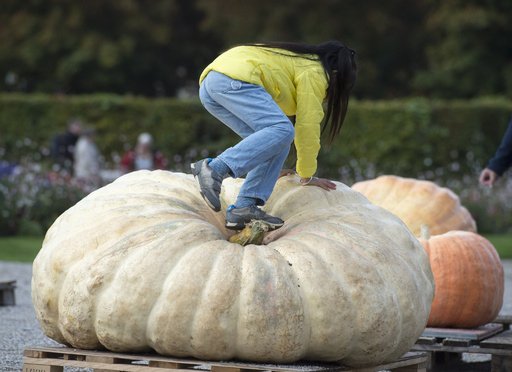 約1.2トンの巨大カボチャ、世界記録に ドイツ 写真14枚 国際ニュース