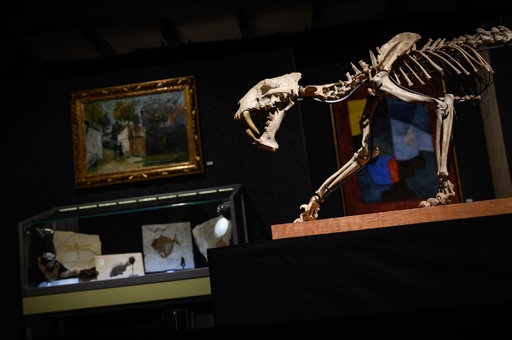 サーベルタイガー」の骨格標本、880万円で落札 写真8枚 国際ニュース