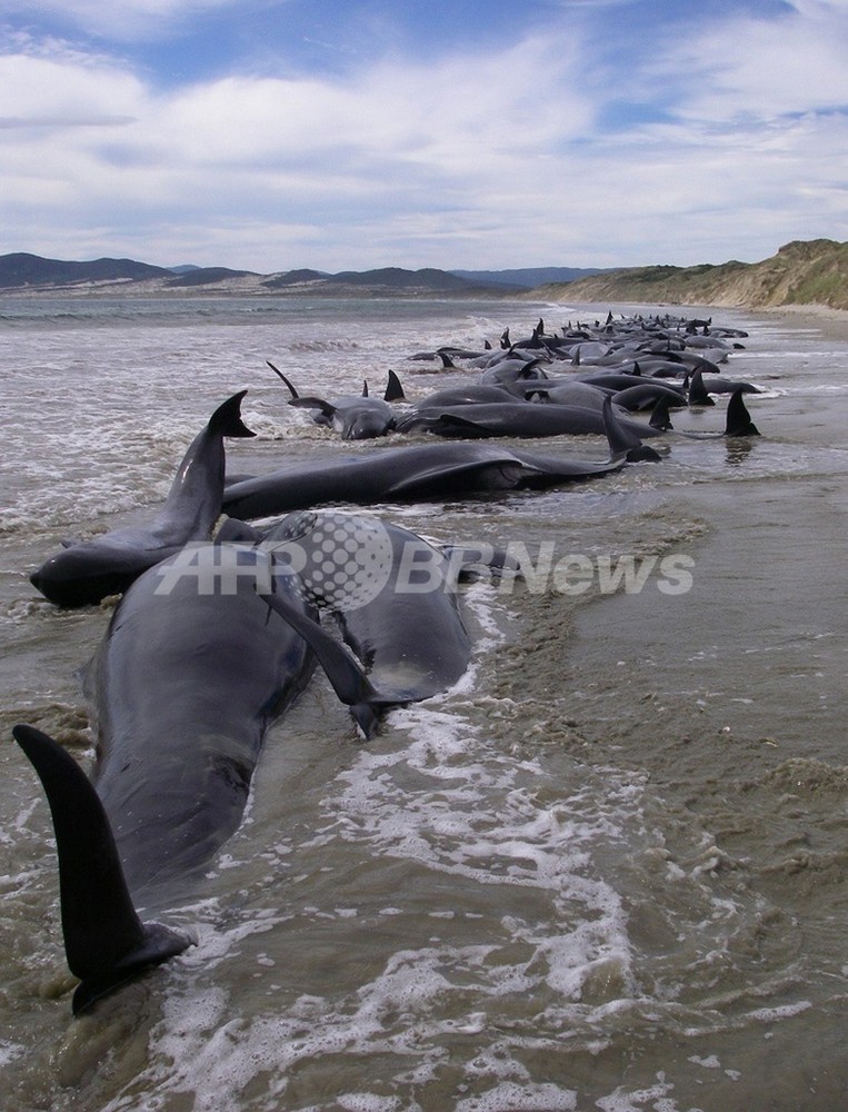 クジラの集団座礁、「家族の助け合い」ではなかった 国際研究 写真1枚