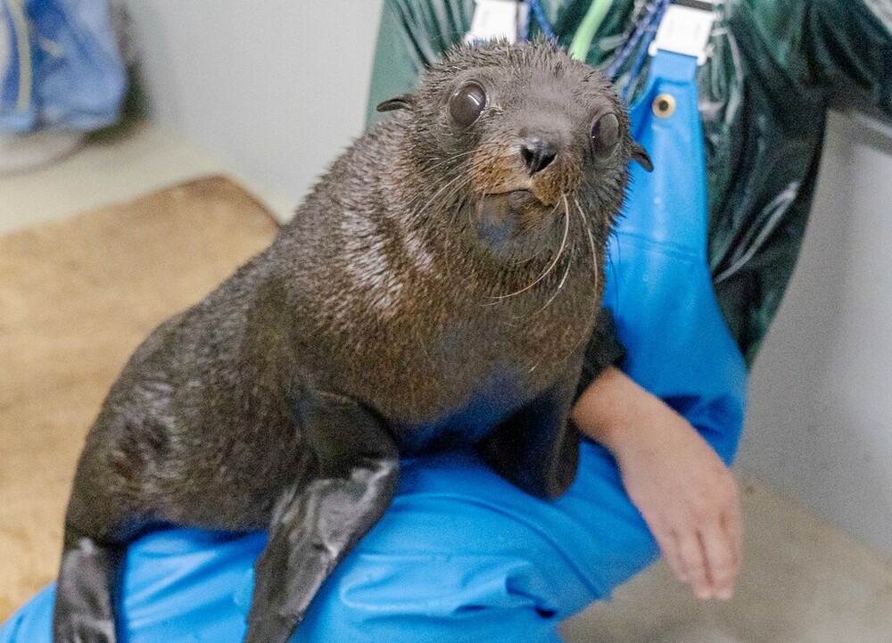京都水族館】オットセイの赤ちゃん3月に展示エリアデビューへ「ちのわ