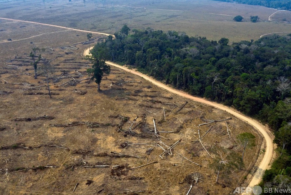 ブラジル・アマゾンの森林伐採、94％は違法 報告書