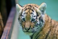 チェコ東部オロモウツの動物園でお披露目されたシベリアトラの子ども（2015年6月30日撮影）。(c)AFP/RADEK MICA