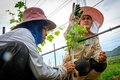 タイ・ナコンラチャシマのブドウ園と醸造所「グランモンテ」で苗を植える従業員（2020年6月26日撮影）。(c)Mladen ANTONOV / AFP