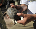 南米エクアドル沖のガラパゴス諸島サンタクルス（Santa Cruz）島プエルトアヨラ（Puerto Ayora）の繁殖センターで、甲羅に番号をつけて飼育されるゾウガメ。

　1976年に設立された同センターではゾウガメの卵を孵化させ、3歳まで同センターの保護下で育てた後、追跡調査用のICチップを取り付け、自然に戻す活動を行っている。その結果、現在までに同センターが飼育したゾウガメは840頭に達した（2009年3月18日撮影）。(c)AFP/Rodrigo BUENDIA
