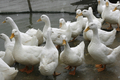 2007年2月3日、北部ハータイ（%%Ha Tay%%）省のアヒル飼育場で飼育されるアヒル。(c)AFP/HOANG DINH Nam