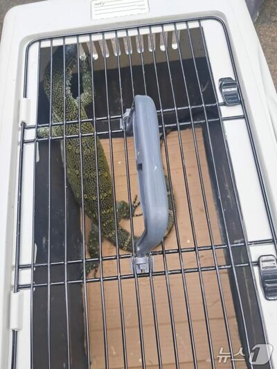 韓国に出没した大型トカゲ、11日ぶりに捕獲…体長約70センチ