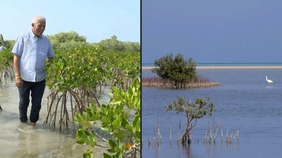 【今週のSDGs Picks】マングローブ再植林で気候変動に対抗 エジプト