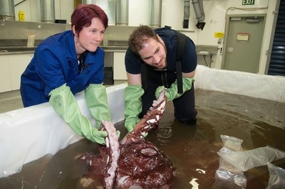 350キロの巨大イカ、南極沖で発見 体内には卵も