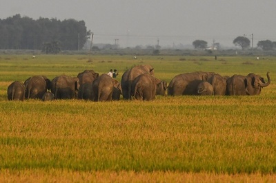 森へ戻って…野生ゾウの群れ、田んぼで一休み インド