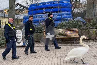 【今日の1枚】警察官の護衛付き？ 水辺に戻る白鳥