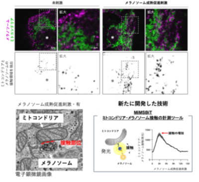 【学習院大学・岡山理科大学・東京都健康長寿医療センター・金沢大学・東京大学】ミトコンドリアとメラノソームの接触がメラニン色素形成を制御−メラニン色素形成を支える細胞内機構を解明−