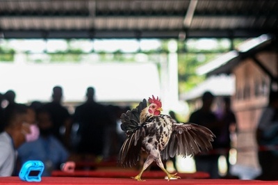 【今日の1枚】堂々としたウオーキング、決めポーズも マレーシア