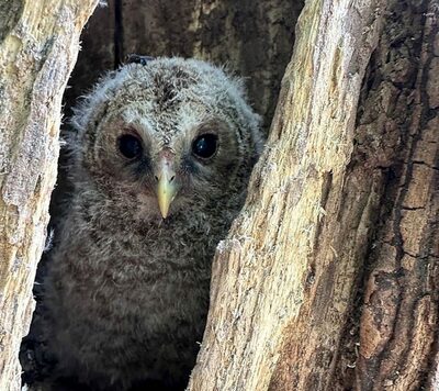 韓国・国立公園で絶滅危惧種フクロウの繁殖を確認…登山客の通報が契機に