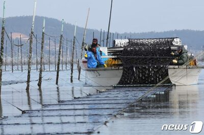 「黒い半導体」海藻に異変、気候変動で韓国の養殖停止リスク…2100年、ワカメ・コンブの全域中断も