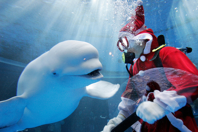 水槽の中でドルフィン・クリスマス