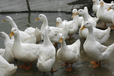 ＜鳥インフルエンザ＞ベトナムで新たに人への感染か