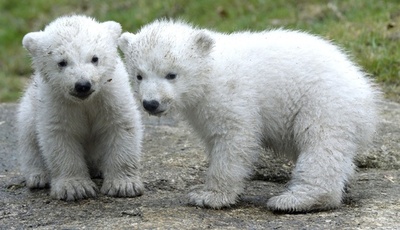 ホッキョクグマの双子、初めて「お外」を散歩 独動物園