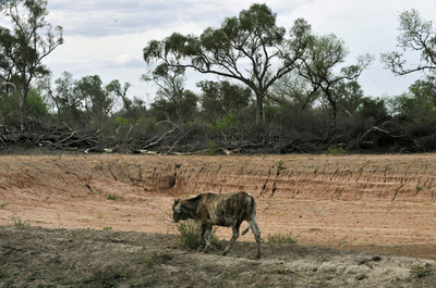 ボリビアで深刻な干ばつ