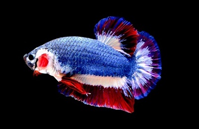 国旗と同じ色の魚、16万円で落札 タイ