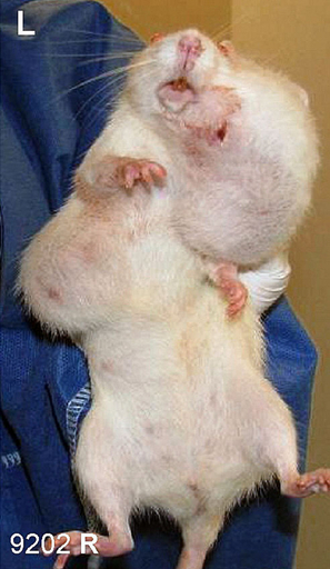 GMトウモロコシと発がん性に関連、マウス実験 仏政府が調査要請