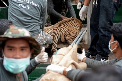 WWF、アジア各国に「トラ牧場」の取り締まり求める 世界トラの日