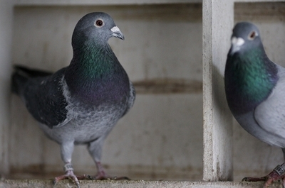 中国マフィアに狙われるベルギーのレースバト、飼育家らは不安の日々