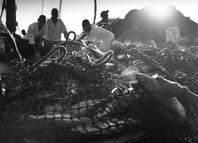 大量漁獲は「強奪行為」、国連特別報告者