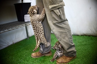 ジャガーの赤ちゃん、メキシコ野生動物園の人気者に