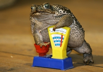 ヒキガエルを観察すると地震を予知できる、英研究