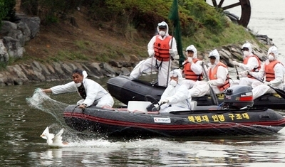 ソウルで鳥インフル2例目、釜山でもH5N1確認