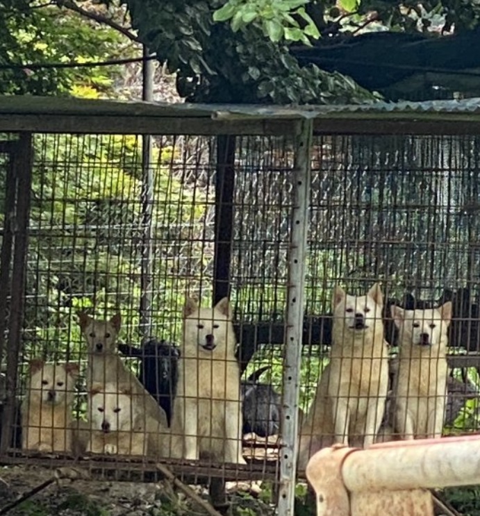 記者をみつめる犬たち(c)MONEYTODAY