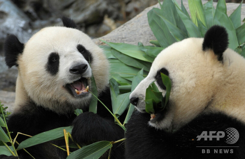 新型コロナでプライバシー獲得 10年レスのパンダがついに交尾 香港 写真2枚 国際ニュース Afpbb News