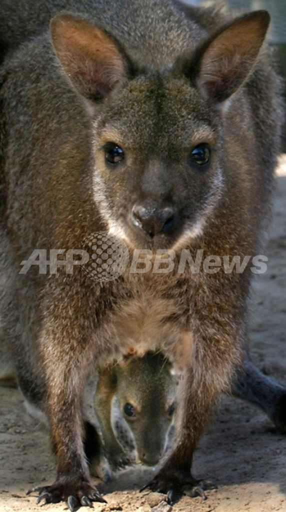 ワラビー帰ってきて 80キロ走破の大脱走 カナダ動物園 写真1枚 国際ニュース Afpbb News