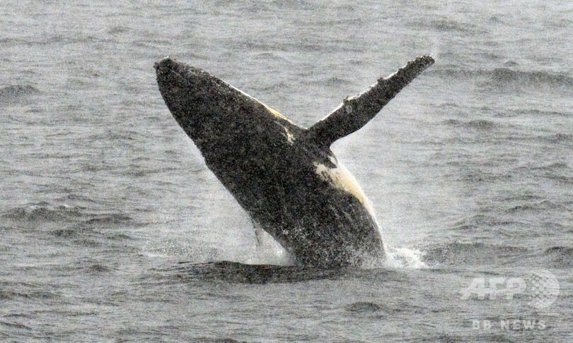 IWC、今後6年の先住民捕獲枠を可決 クジラ保護宣言では分裂