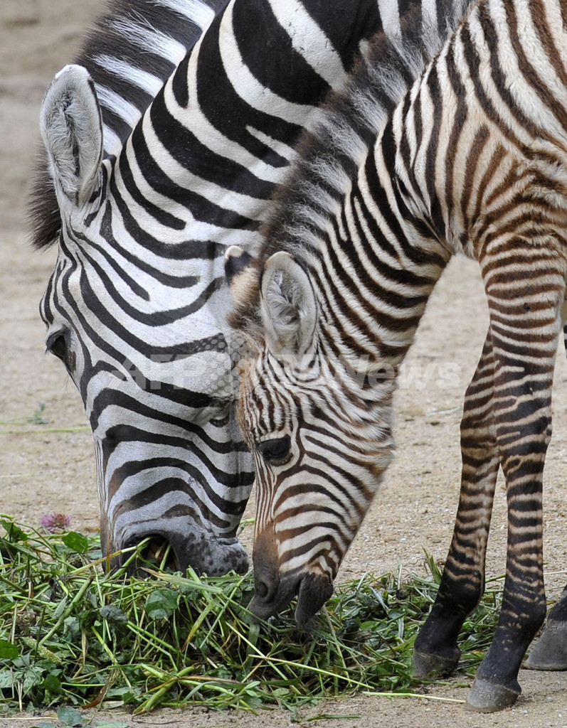 ハノーバー動物園のシマウマの赤ちゃん ドイツ 写真4枚 国際ニュース Afpbb News