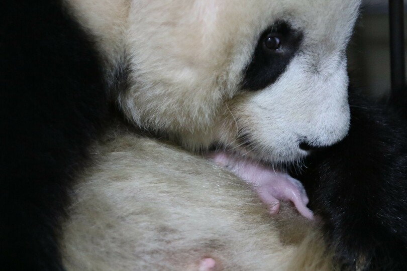 約5年間でパンダ32頭の人工繁殖に成功 陝西省