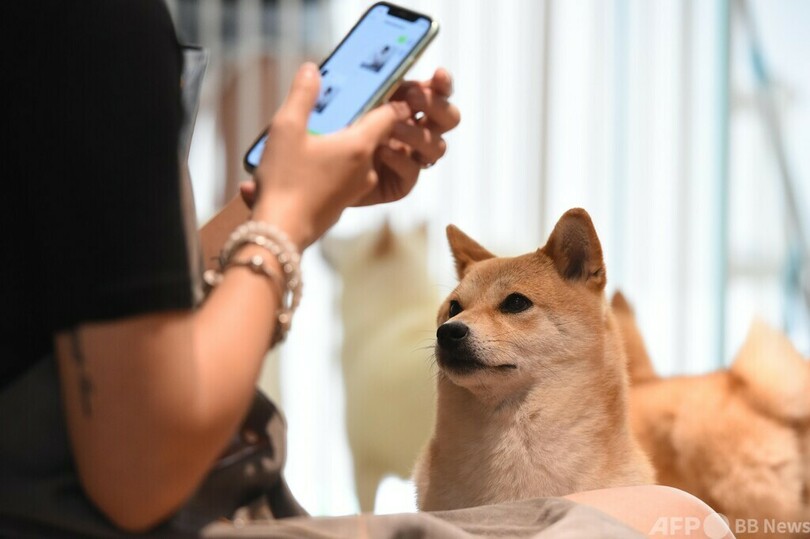 北京で競売された日本柴犬「登登」 その金額と落札者は