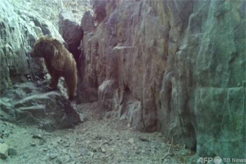 中国で初めてゴビグマを発見