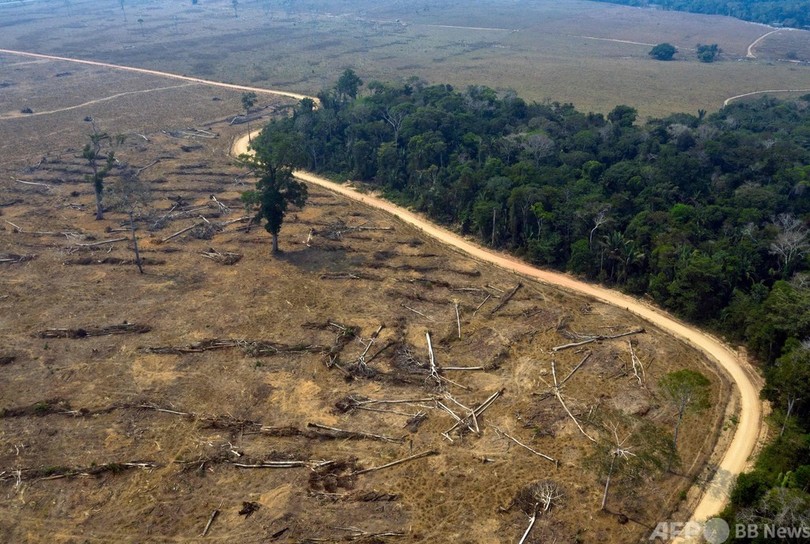 フランス政府、ブラジルにおける森林破壊リスクを可視化するツールを発表