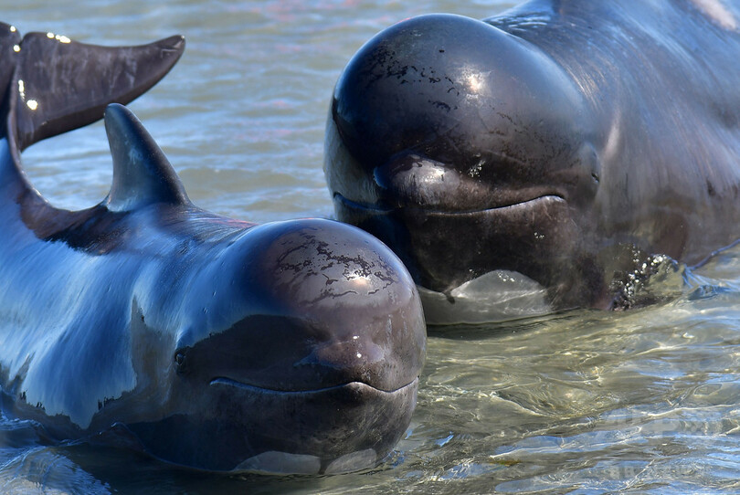 新たに打ち上げられた200頭以上のクジラ ほとんどが自力で海に戻る Nz 写真4枚 国際ニュース Afpbb News