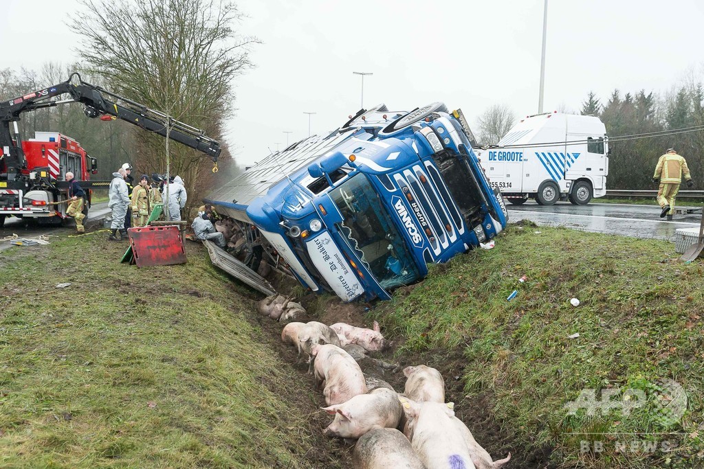 トラックが幹線道路で横転 ブタが車外へ ベルギー 写真3枚 国際ニュース Afpbb News