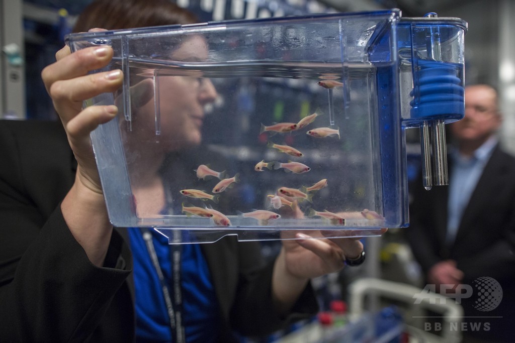 魚の胚で毒性検査、中国企業にスイス発明展グランプリ 魚の胚で毒性検査、中国企業にスイス発明展グランプリ