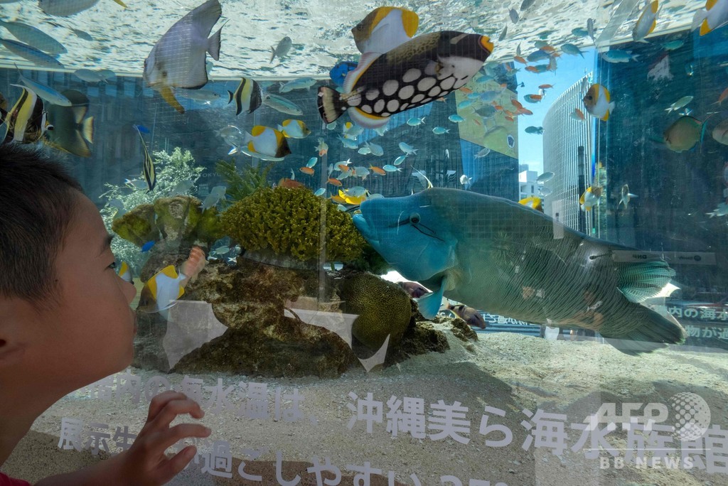 銀座を泳ぐ美ら海の生き物たち 「ソニーアクアリウム 2019」 銀座を泳ぐ美ら海の生き物たち 「ソニーアクアリウム 2019」