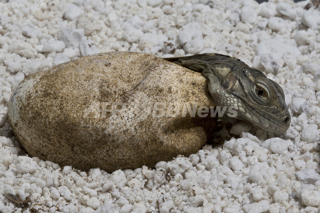 希少なブルーイグアナのふ化に成功、米サンディエゴ動物園 希少なブルーイグアナのふ化に成功、米サンディエゴ動物園