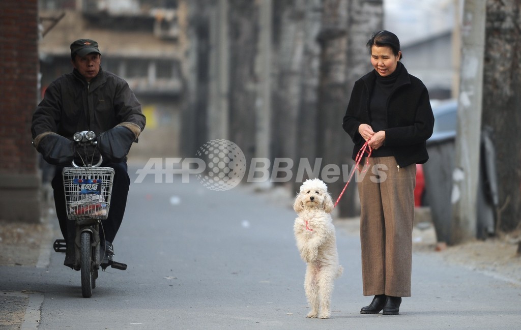 立つ犬 ただいまお散歩中 北京 写真4枚 国際ニュース Afpbb News