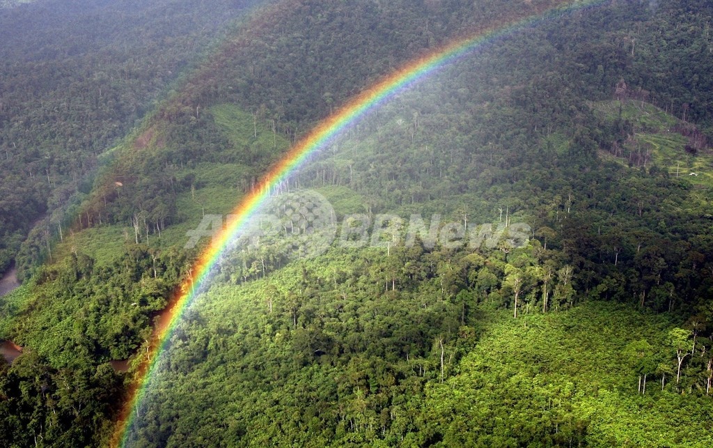 世界の森林にも迫る 食糧不足と燃料危機 写真2枚 国際ニュース Afpbb News