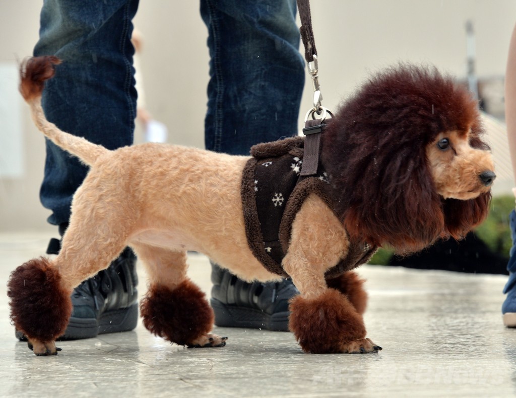 犬がライオンに変身！都内デパートで記念行事